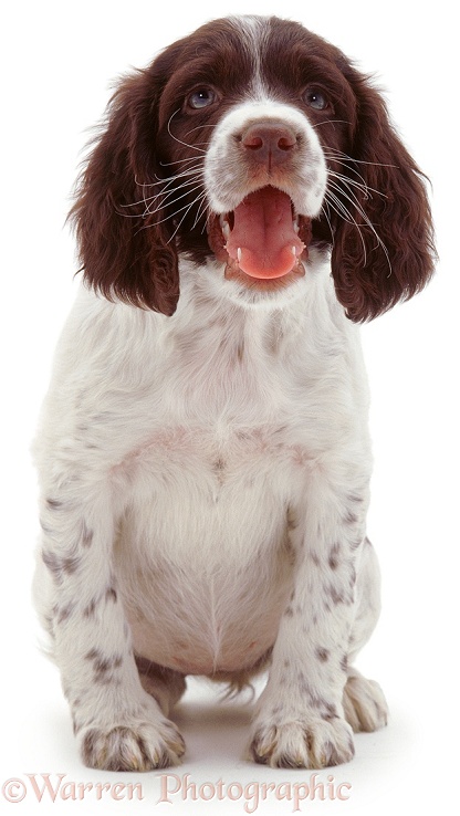 English Springer Spaniel pup, white background