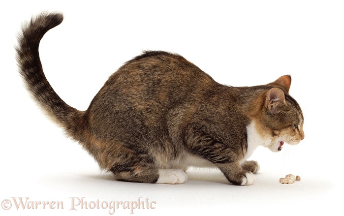 Tabby-tortoiseshell cat, Pansy, vomiting, white background