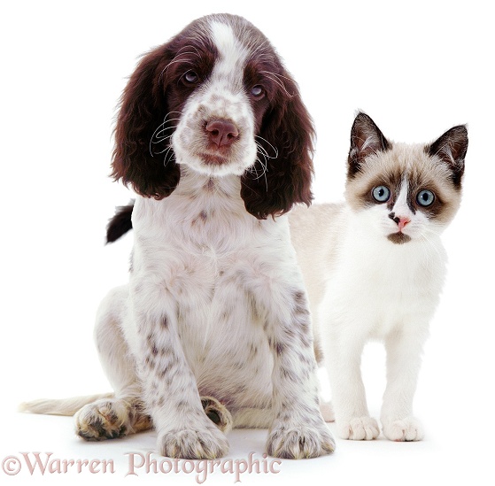 Snowshoe kitten, Eyebright, with English Springer Spaniel puppy, white background