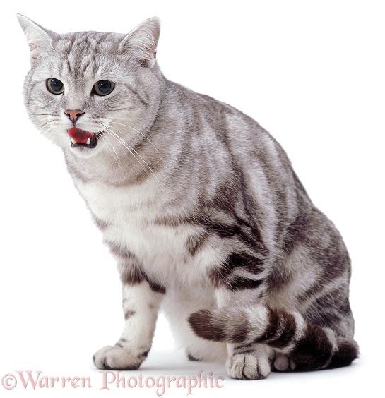 Silver tabby cat, Butterfly, 4 years old, panting, white background