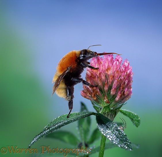 Northern Moss-carder Bumblebee (Bombus muscorum smithianus) on clover