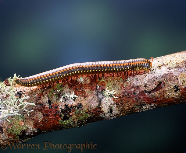 Tree millipede (unidentified).  East Africa
