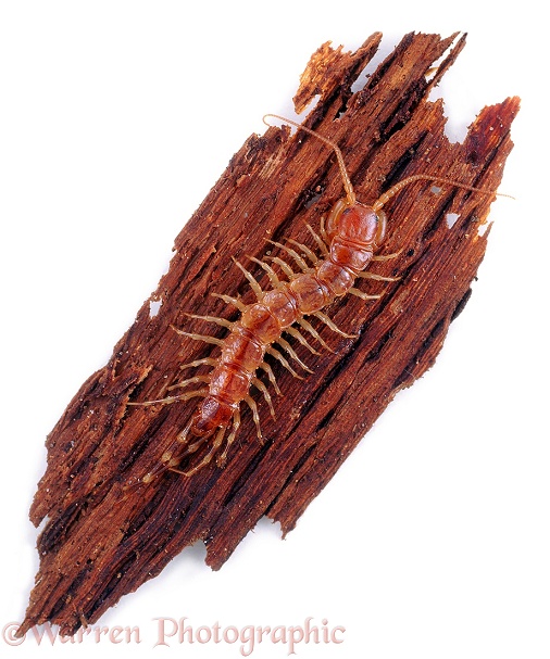 Centipede (Lithobius variegatus), white background