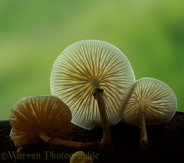 Beech fungi