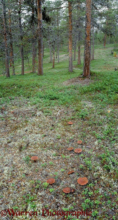 Fungi on pine forest floor.  Lemmenjoki, Finland