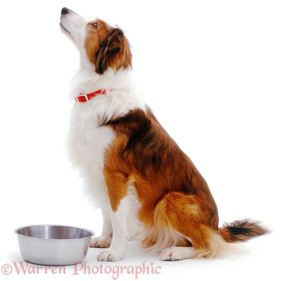 Sable Border Collie, Lark, sitting beside her stainless steel bowl, waiting patiently for her dinner, white background