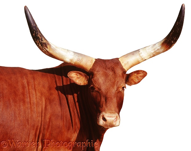 Ankole cow.  East Africa, white background