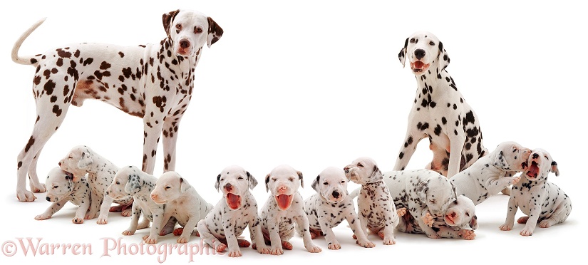 Dalmatian family, white background