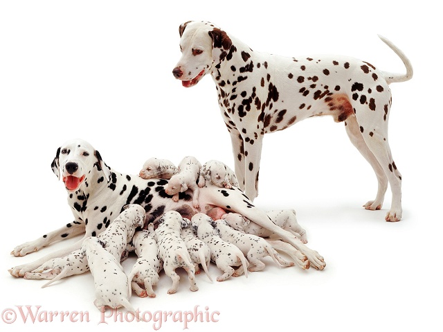 Dalmatian family, white background