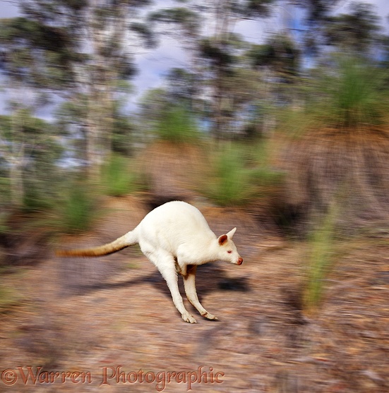 Albino wallaby.  Australia