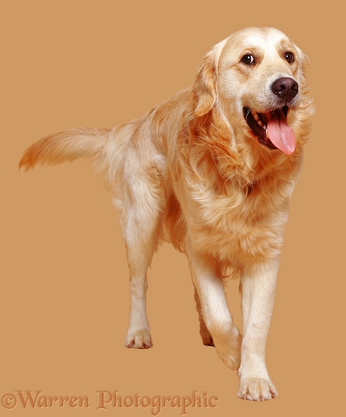Golden Retriever dog, Jez