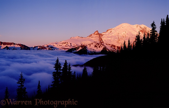 Mt. Rainier at sunrise.  Washington State, USA