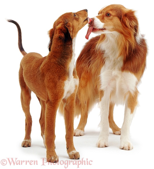Border Collie Brak, and Saluki pup Charlie, licking each other, white background