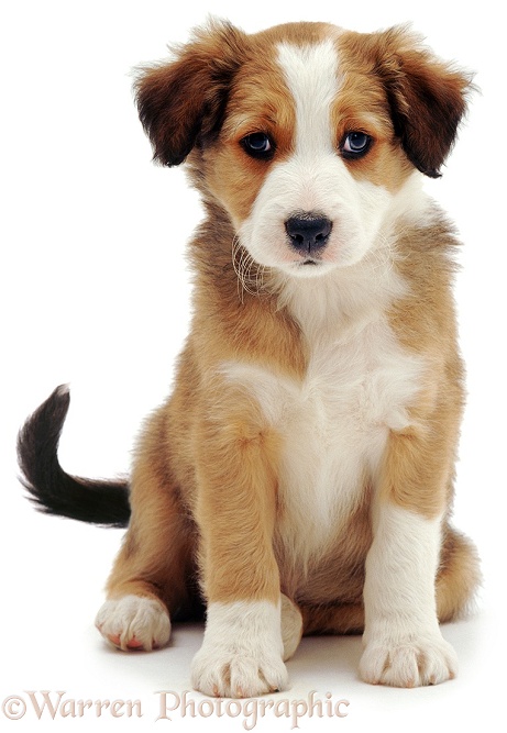 Sable Border Collie puppy, Tiny Tim, sitting, white background