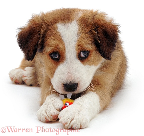 Sable Border Collie puppy, Tiny Tim, white background