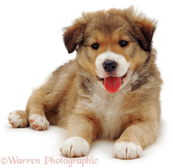 Cute Border Collie puppy, white background