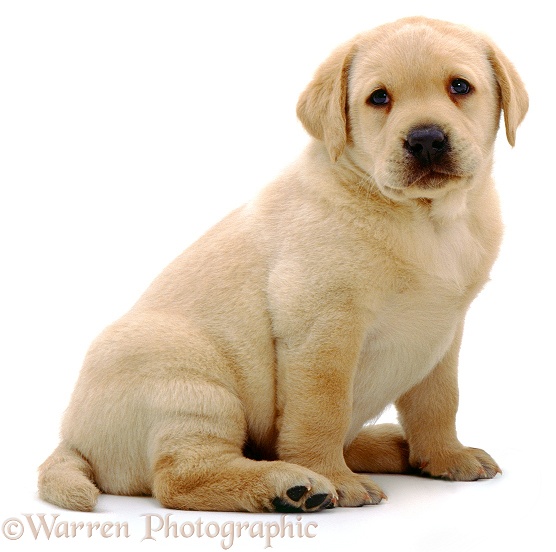 Yellow Labrador Retriever pup. 6 weeks old, white background