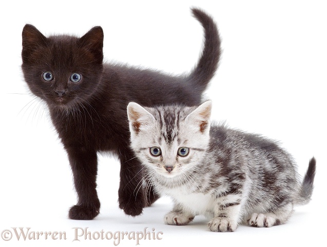 Black and silver kittens, white background