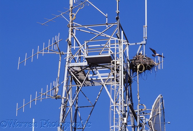 Osprey (Pandion haliaetus) nest in an aerial.  Australia