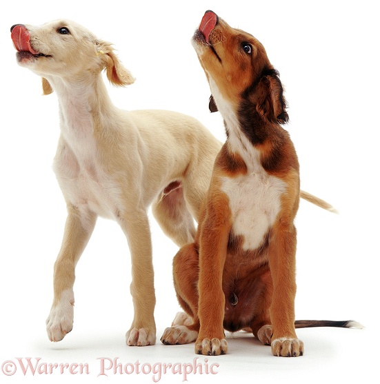 Saluki pups licking, white background