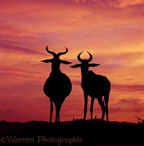 A pair of Kongoni (Alcelaphus bucelaphus) at sunset.  Africa