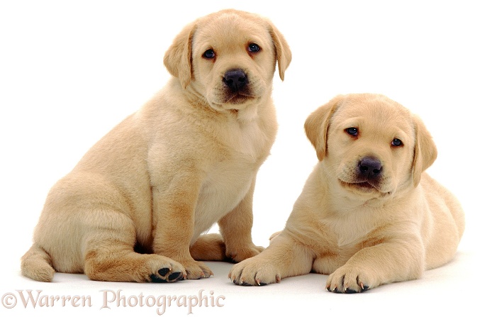 Yellow Labrador Retriever pup. 5 weeks old, white background