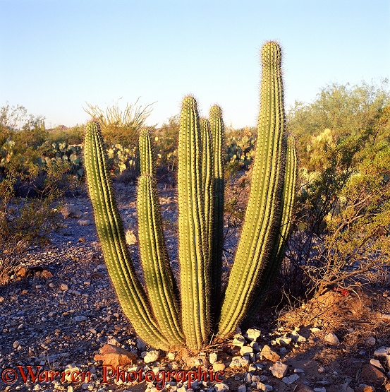 Organ Pipe Cactus (Stenocereus thurberi).  Sonoran Desert, N. America