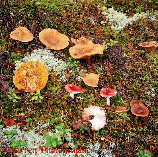 Fungi on pine forest floor.  Finland