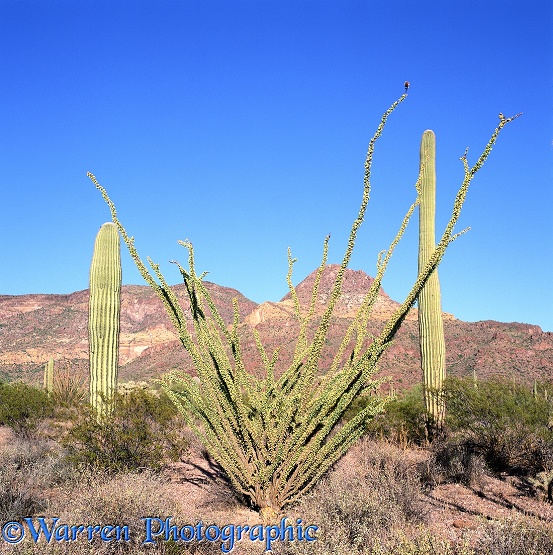 Ocotillo (Fouquieria splendens) and Saguaro (Carnegiea gigantia) cacti.  Sonoran Desert, N. America