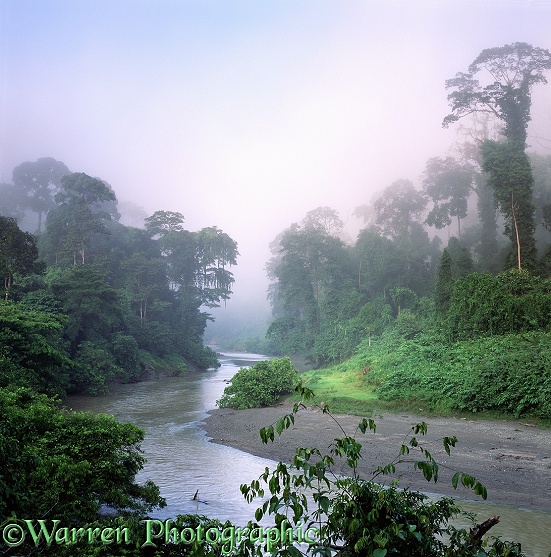 Tropical rainforest with early morning mist.  Danum Valley, Borneo