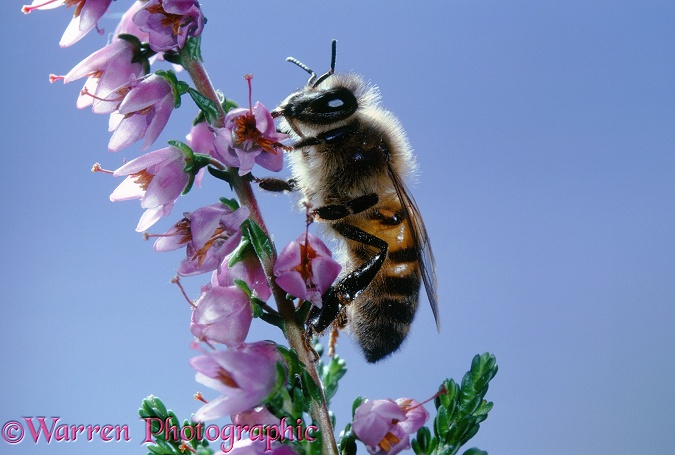 Honey Bee (Apis mellifera) worker on heather
