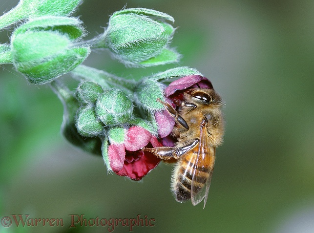 Honey Bee (Apis mellifera) worker visiting Houndstongue