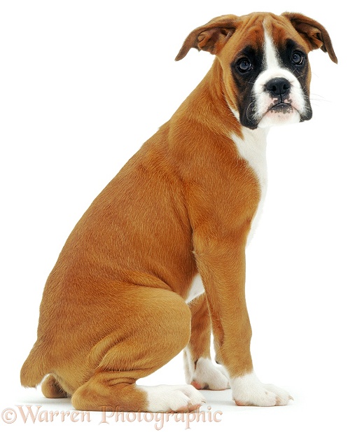 Boxer pup, Cleo, 11 weeks old, white background