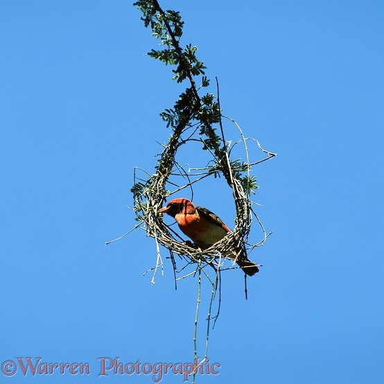 Red-headed Weaver (Anaplectes rubriceps) male, weaving a new nest.  Africa