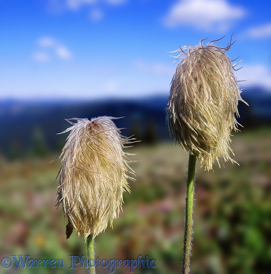 Western Anemone (Anemone occidentalis) seedheads.  Western N. America