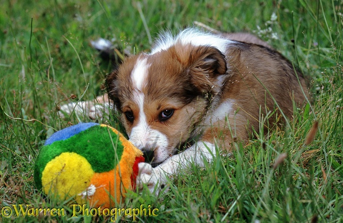 Border Collie pup, Spex, 9 weeks old, chewing a multicoloured softball