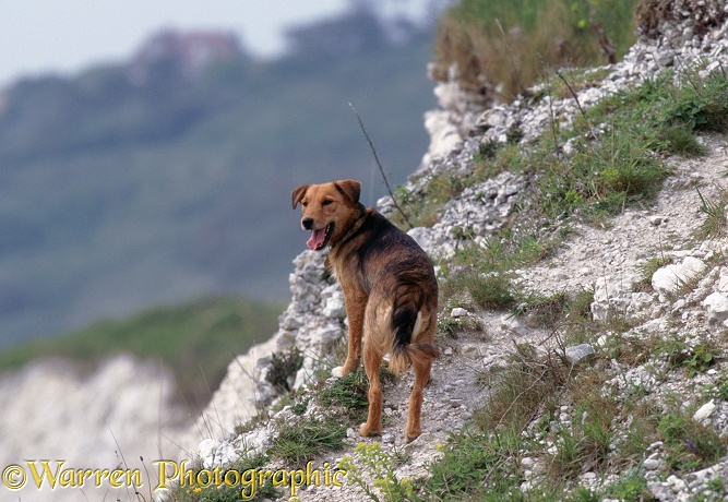 Lakeland Terrier x Border Collie, Bess, on cliff path at Whitenothe