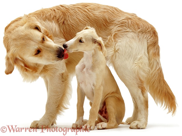 Golden Retriever Jez, and Saluki pup Luton, licking each other, white background