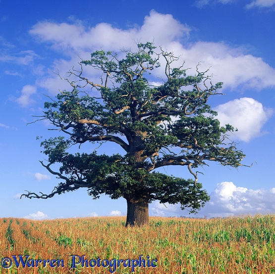 English Oak (Quercus robur) - Summer (28-08-1998).  Surrey, England