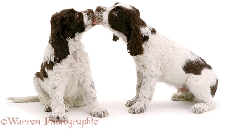 English Springer Spaniel pups licking muzzles, 7 weeks old, white background