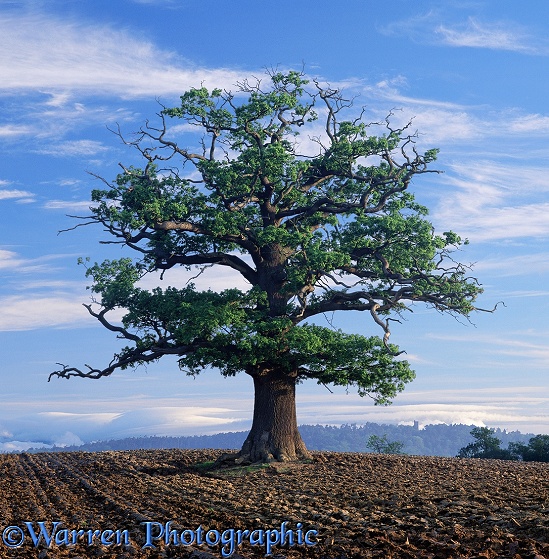English Oak (Quercus robur) - Spring (16-05-1998).  Surrey, England