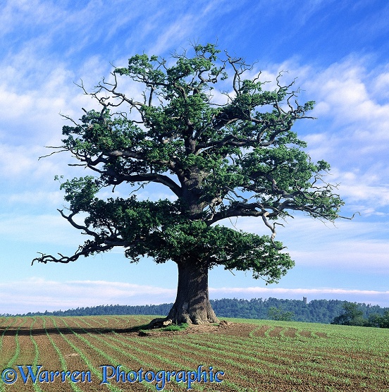 English Oak (Quercus robur) - Summer (17-06-1998).  Surrey, England