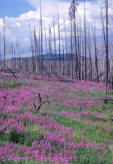 Fireweed and burnt trees.  Yukon, Canada