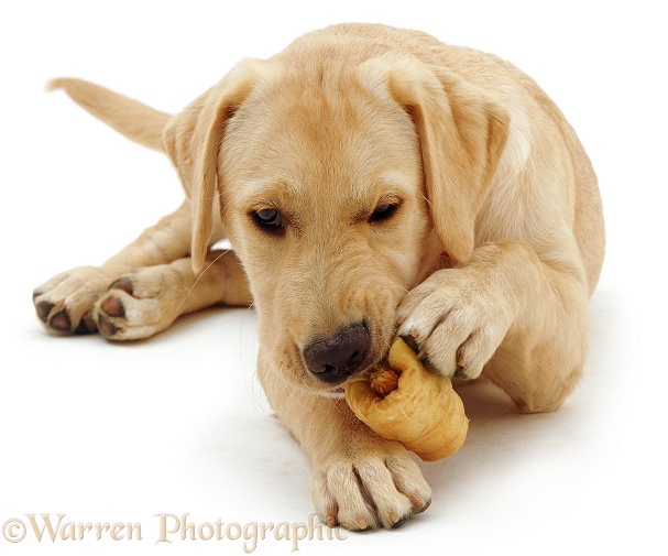 Labrador x Golden Retriever Remus, 17 weeks old, chewing a rawhide 'sausage roll', white background