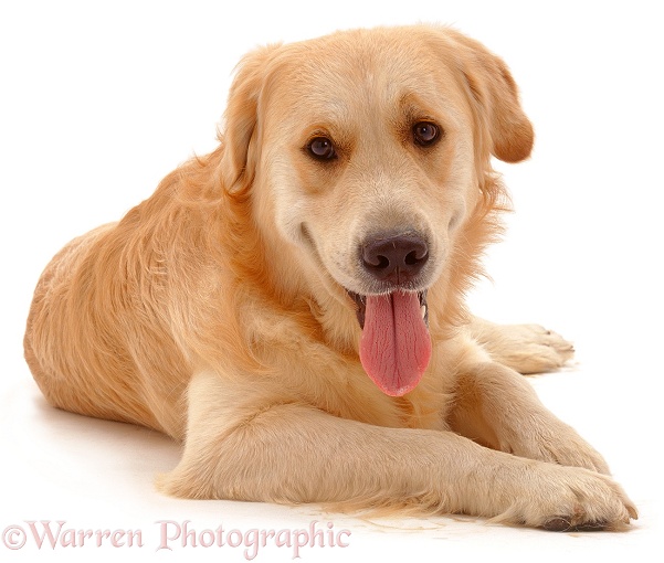 Golden Retriever dog, Jez, lying down, white background
