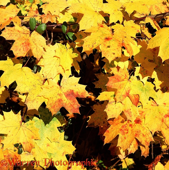 Autumnal Norway Maple (Acer platanoides)