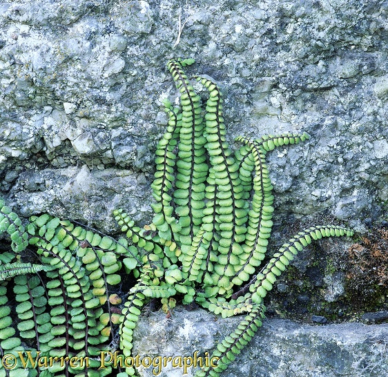 Maidenhair Spleenwort (Asplenium trichomanes) on a granite wall.  Lundy Island, England