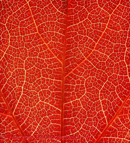 Detail of an autumnal Boston Ivy (Parthenocissus tricuspidata) leaf