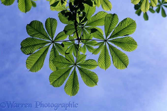 Horse Chestnut (Aesculus hippocastanum) leaves