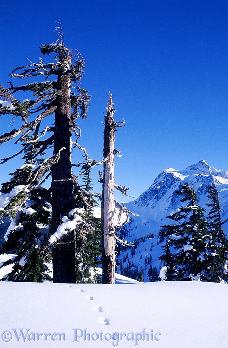 Mountain Hemlock (Tsuga mertensiana) and Mt. Shuksan.  Washington State, USA